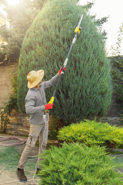 How Our Tree Care Process Works  in  Weiser, ID