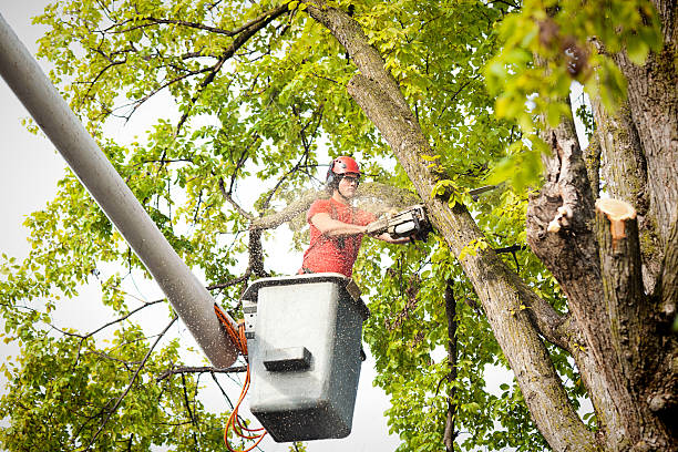 Professional Tree Services in Weiser, ID