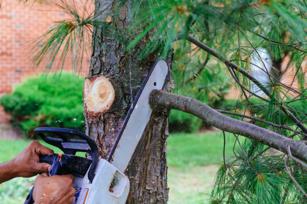 Best Leaf Removal  in Weiser, ID